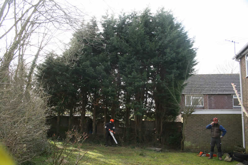 site to be cleared from fir trees